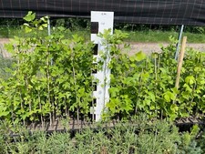 3 Stück Amerikanischer