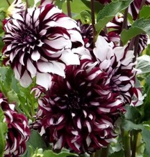 Dahlien-Rhizome Tartan Garten