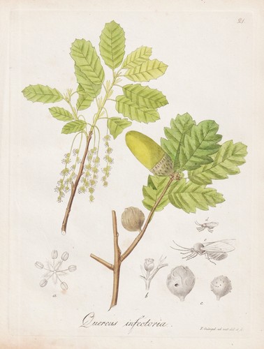 Quercus infectoria eiche - infectoria,