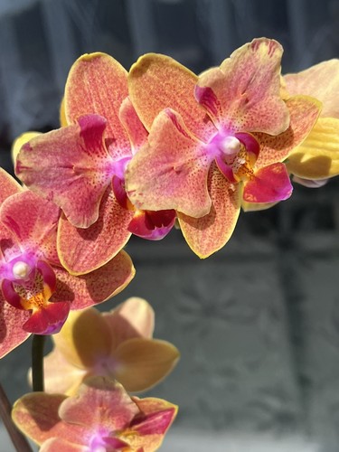 Orchidee phalaenopsis sogo - orchidee,