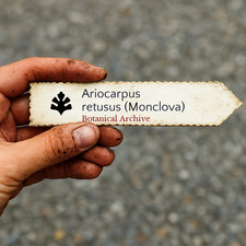 Ariocarpus retusus (Monclova)