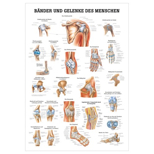 Bänder und gelenke - bänder, lehrtafel