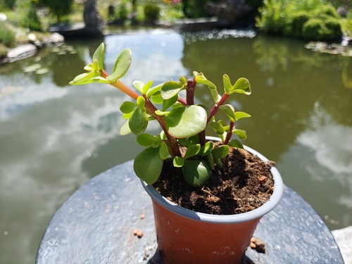 Portulacaria afra topf - portulacaria,