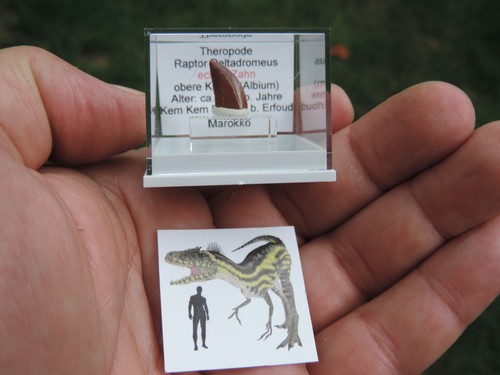 Zahn vom raptor deltadromeus - zahn,