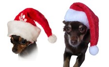 2er Set Weihnachtsmützen - Große Auswahl über 20 Modelle - Nikolausmützen Nikola