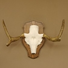 Elchgeweih kleines Elch Geweih