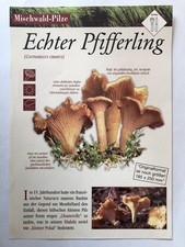 Pilze Sammeln - Info Karten, 3