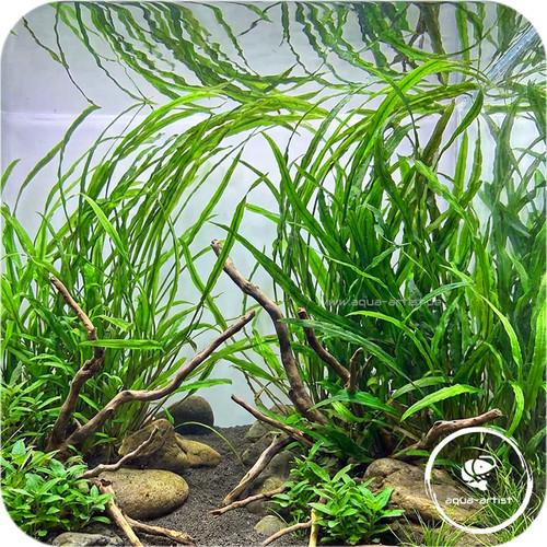 Cryptocoryne spiralis