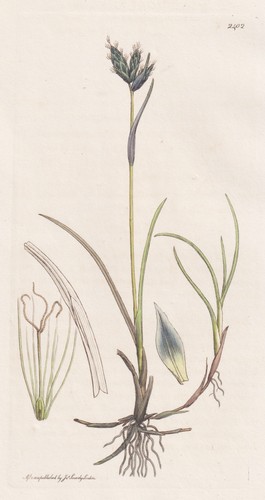 Eriophorum gracile wollgras - gracile,