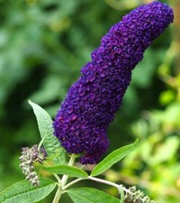 Schmetterlingsflieder -