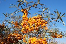 Sanddorn hippophae rhamnoides - hippophae,