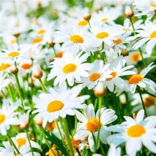Servietten margeriten - servietten,