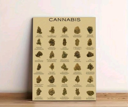 Cannabis strain poster 30x45 - strain,