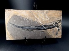Seltener Ichthyosaurus Fossil