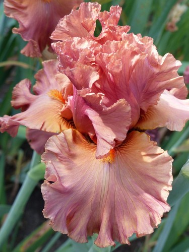 Schwertlilie iris - schwertlilie,, tb,