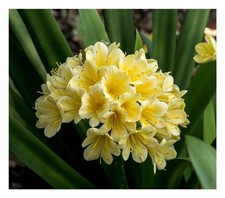 1x Clivia Nakamura Yellow variegated Blumen Pflanzen - Samen / Bulbs B1990