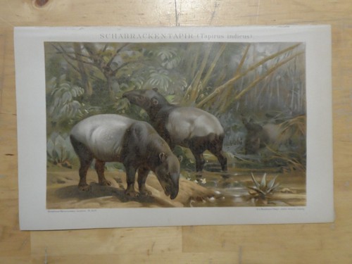 Orig chromolithographie - orig.(1893),