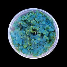 Selaginella uncinata, Moos-Farn, Terrarien Pflanzen, Regenwald Terrarium, Tropen