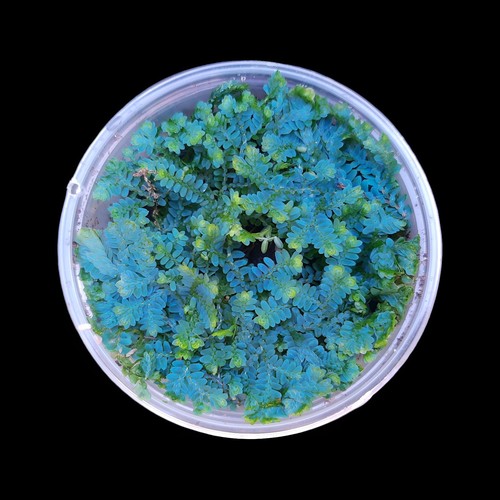 Selaginella uncinata