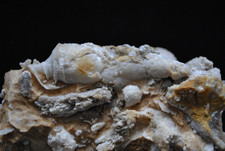 Stufe aus den "Nattheimer Schichten" mit Schnecke und Muscheln - selten-