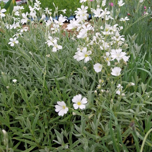 Hornkraut silberteppich - hornkraut,
