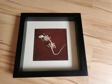 Taxidermy Ratte Skelett