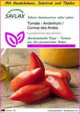 SAFLAX - Anzuchtset - Tomate - Andenhorn / Cornue des Andes - 10 Samen