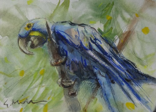 Gerry miller aquarell - gerry,