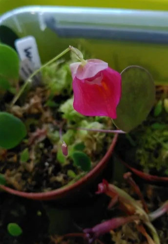 Utricularia quelchii