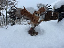 Eule mit ausgebreiteten