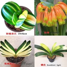 One leaf Baby Variegated