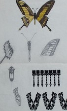 Art Deco Entwurf Schmetterling