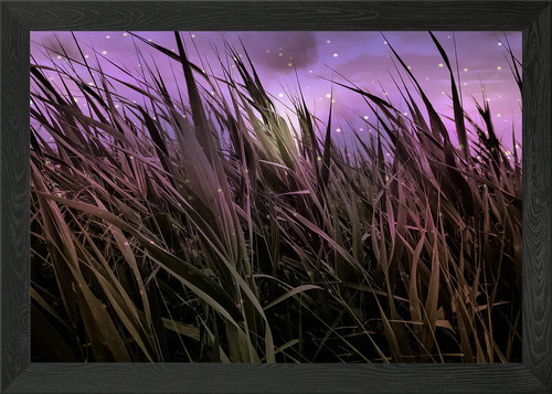 Purple night cattails - purple,