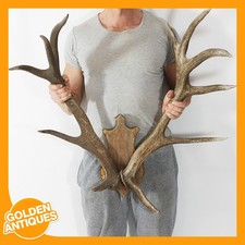 Großer Rothirsch Hirsch