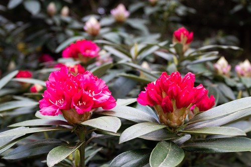 Rhododendron stecklinge rot - rhododendron,