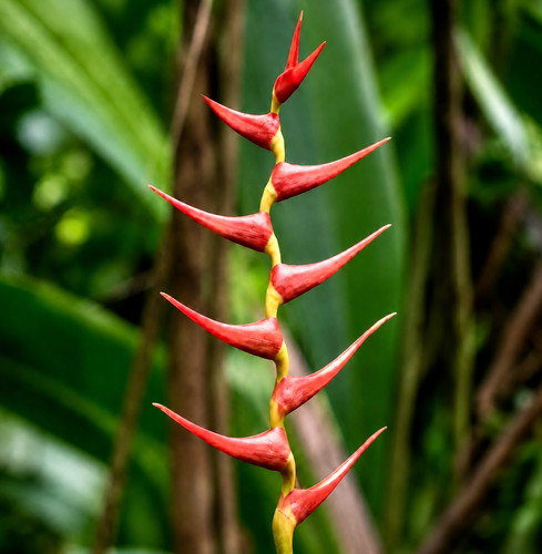 Heliconia sarapiquensis seeds - heliconia,