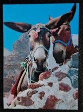 Eselpostkarte, AK Esel Pferde