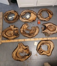 Hohle Nussbaum Baumscheibe