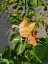 Schlumbergera Hybride " Outono Brasil "