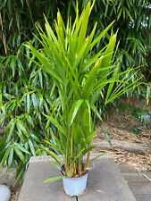 Hanfpalme (Fortunei) winterhart (Tuff)