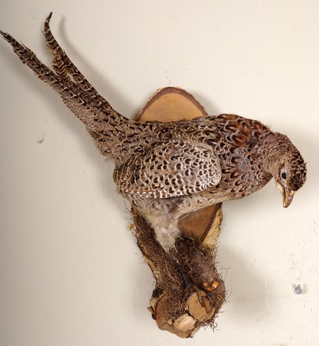 Schöner jagdfasan pheasant - schöner,