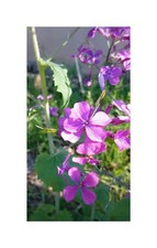 30x Judaspfennig gemischt - Lunaria biennis annua Garten Pflanzen - Samen KS83
