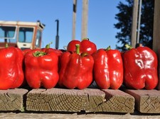 King of the North Paprika - 5+