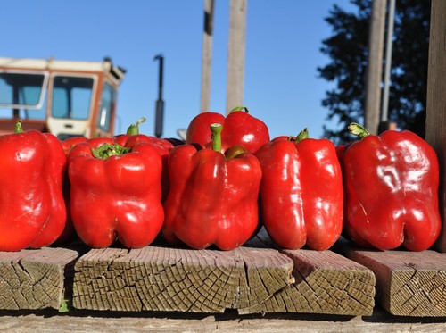 King the north paprika - king, 5+