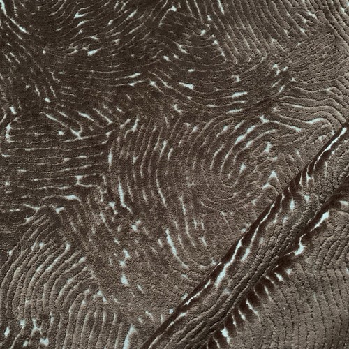 Harlekin henry holland - 1,0m,