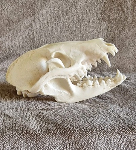 Waschbär totenkopf mit allen - waschbär,