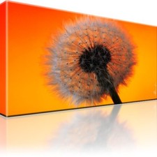 Pusteblume Blume Blüte Pflanze Bild Bild Leinwand Bilder Kunstdruck