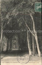 Compiegne Oise Foret Gouvernante