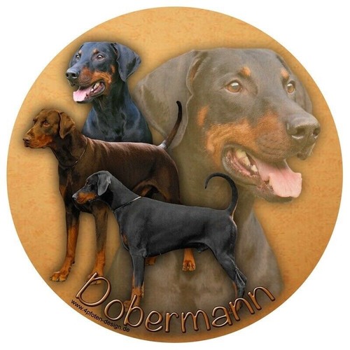 Dobermann autoaufkleber - dobermann,