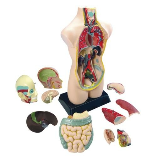 Eduplay 120 054 torso groß - 120-054,